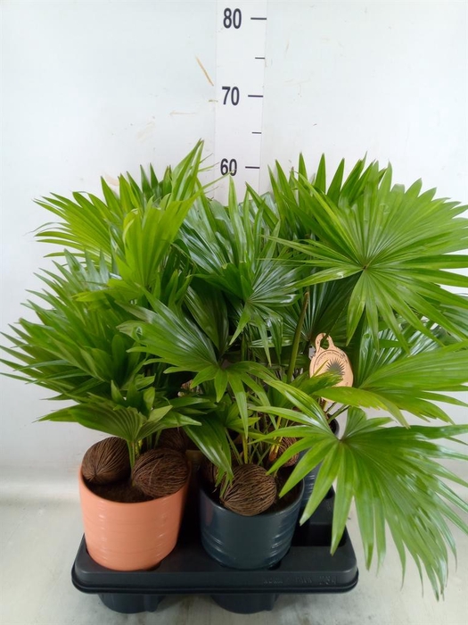 <h4>Livistona rotundifolia</h4>
