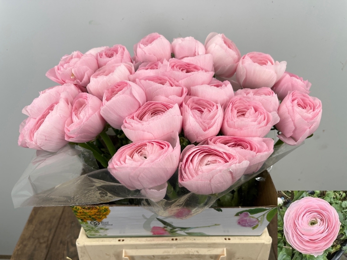 <h4>RAN SU HANOI</h4>