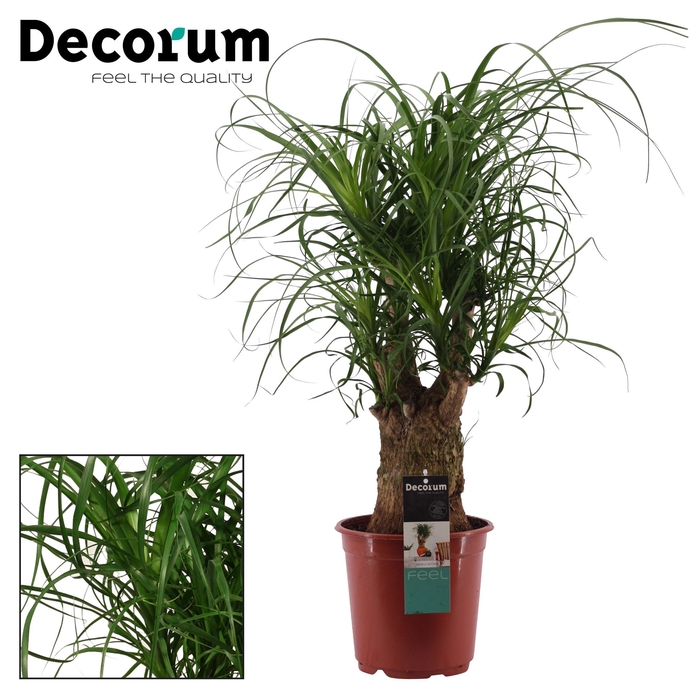 Beaucarnea vertakt 21 cm (Decorum)