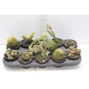 CACTUS VARIADO P11