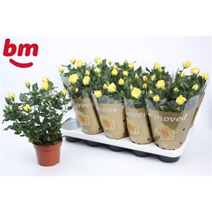 Rosa Yellow Beau Monde (12 cm)