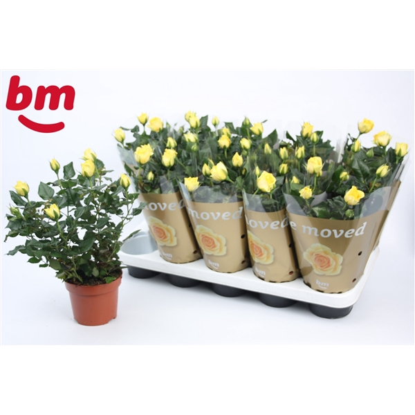 <h4>Rosa Yellow Beau Monde (12 cm)</h4>