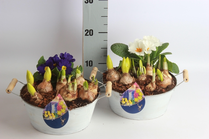 <h4>ARR BOL KNOLGEWAS</h4>