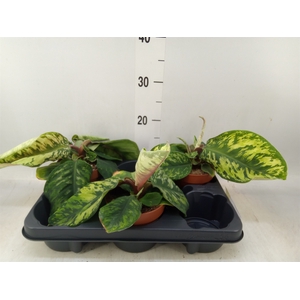 Homalomena rubescens 'Maggy'