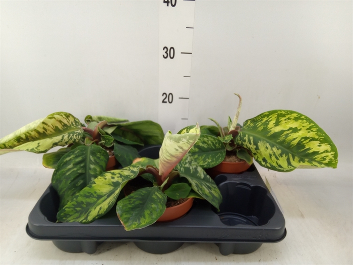 <h4>Homalomena rubescens 'Maggy'</h4>