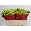 Hypericum Smiley Romance