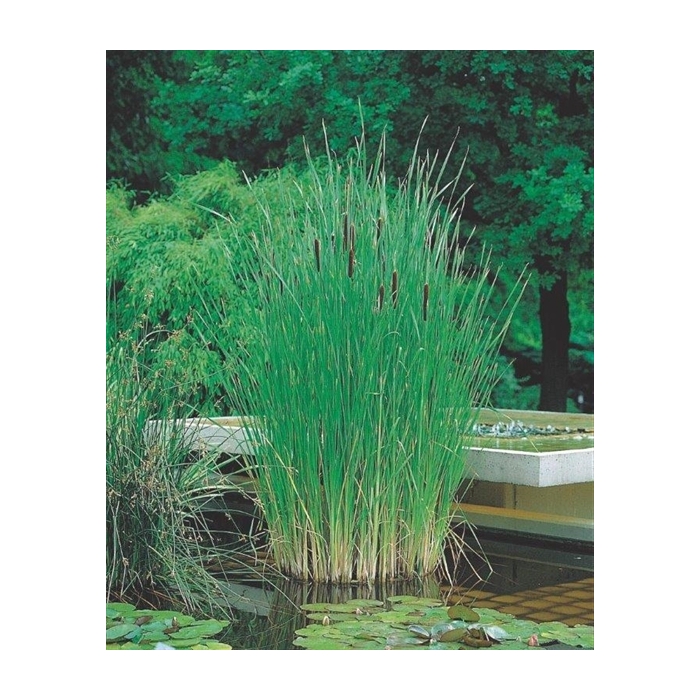<h4>Typha angustifolia</h4>