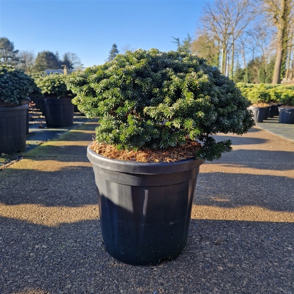 <h4>Abies koreana 'Brillant'</h4>