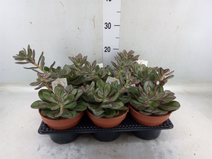 <h4>Echeveria   ...</h4>