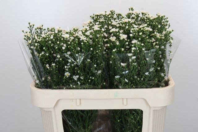 <h4>AST PAQUITA</h4>