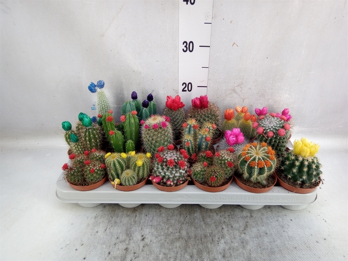 <h4>Cactus   ...decorated</h4>