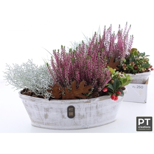 ARR TUINPLANTEN