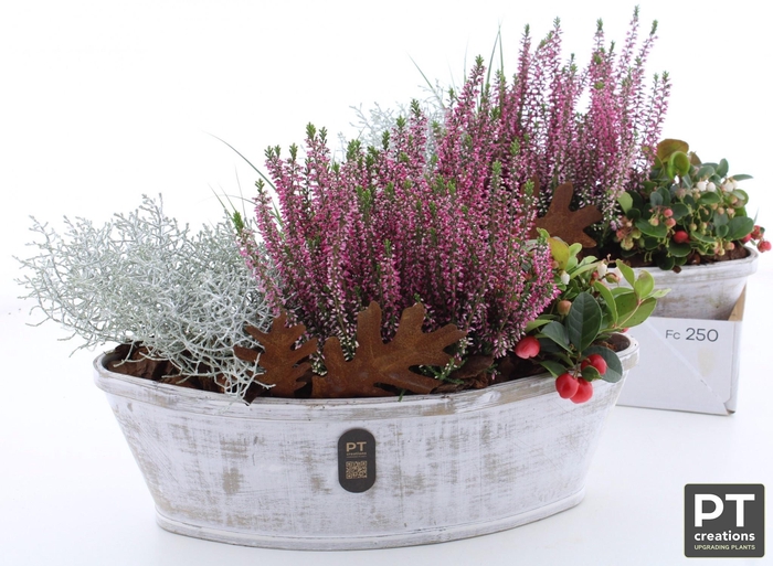 <h4>ARR TUINPLANTEN</h4>