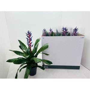 Aechmea 'Blue Rain'