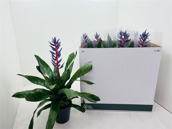 <h4>Aechmea 'Blue Rain'</h4>