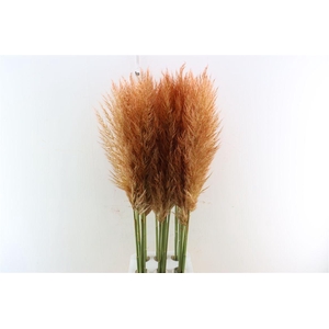 Cortaderia Opgetrokken Koper Bruin Stem