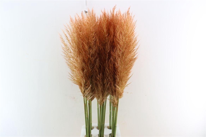 <h4>Cortaderia Opgetrokken Koper Bruin Stem</h4>