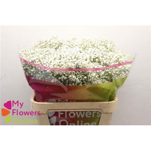 Gyps Pa Excellence White 80cm 750 gr EC