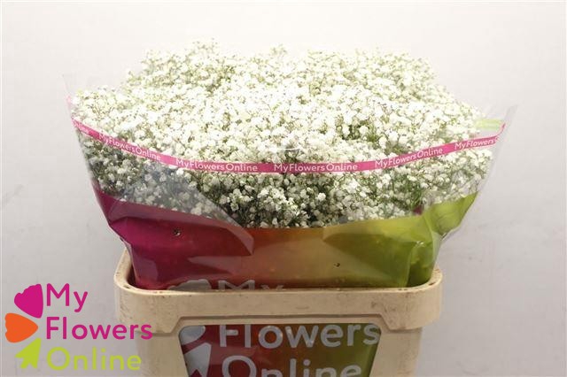 <h4>Gyps Pa Excellence White 80cm 750 gr EC</h4>
