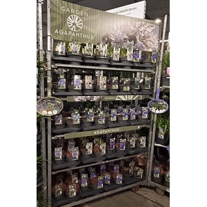 Agapanthus Garden mix trolley P17 (MG26016)