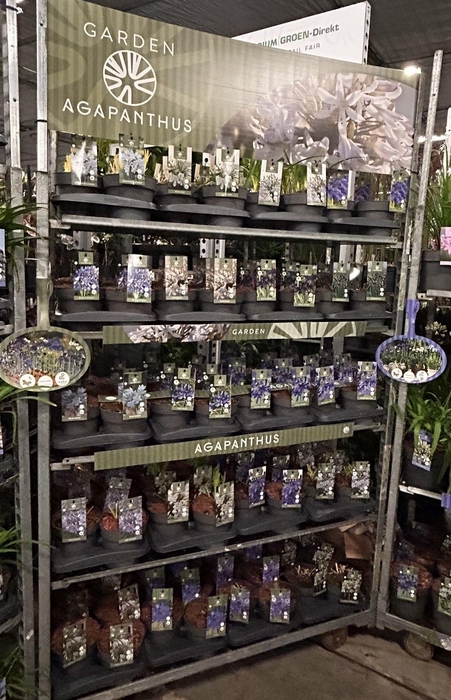 <h4>Agapanthus Garden mix trolley P17 (MG26016)</h4>