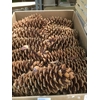 DECO PINECONE O/ST NATURAL X5 BUNCH
