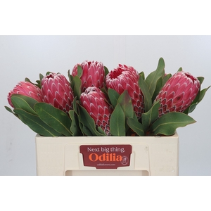 Protea Empress