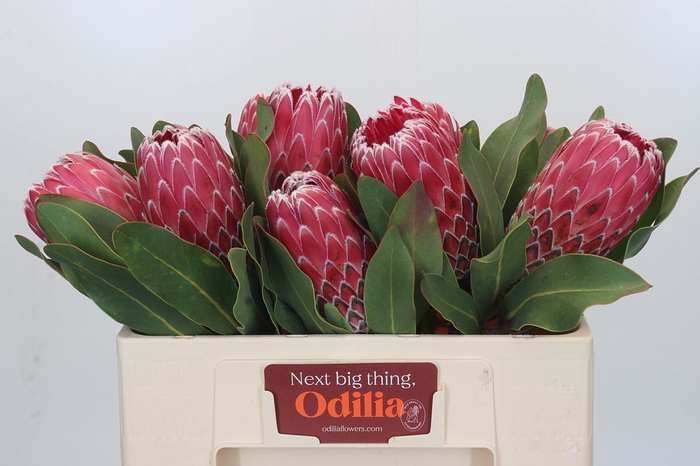 <h4>Protea Empress</h4>