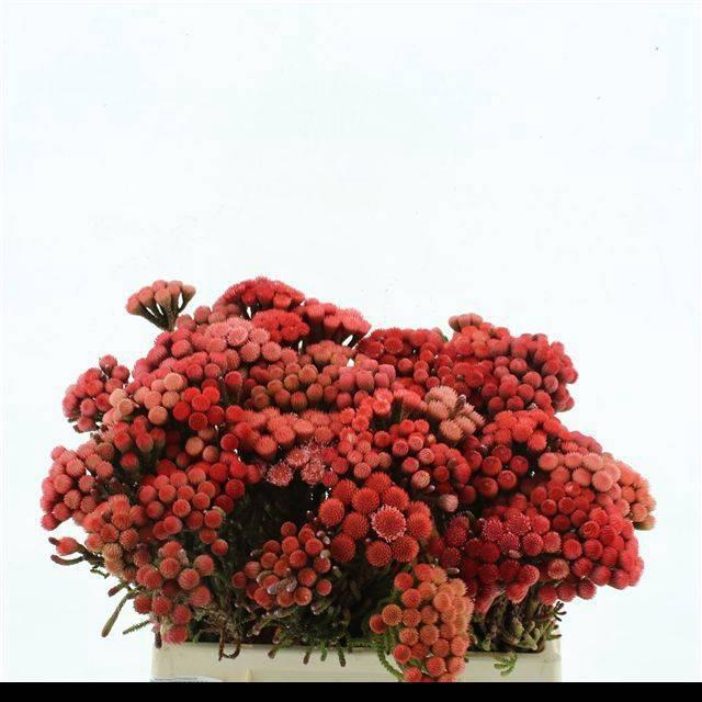 <h4>BRUN LA RED</h4>