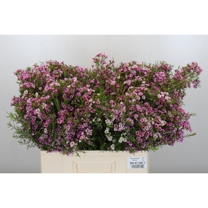 Chamelaucium Kerryn