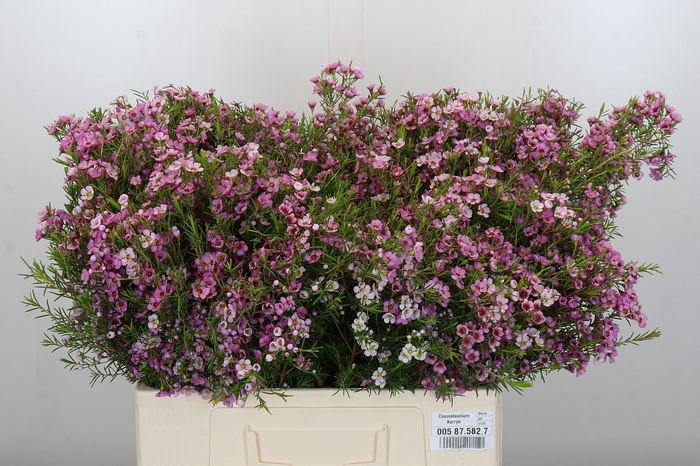 <h4>Chamelaucium Kerryn</h4>