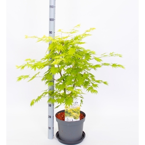 ACER SH JORDAN
