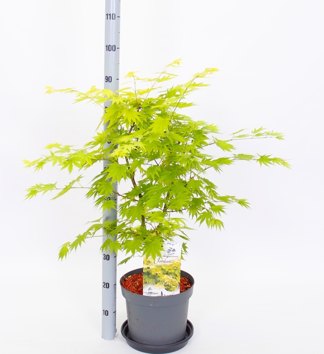 <h4>ACER SH JORDAN</h4>