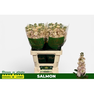 MATTH MILLA SALMON