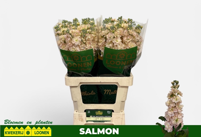 <h4>MATTH MILLA SALMON</h4>