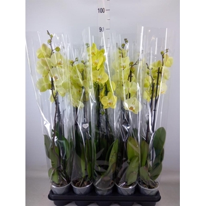 Phalaenopsis  'Golden Coin'