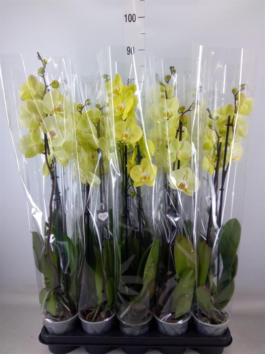 <h4>Phalaenopsis  'Golden Coin'</h4>