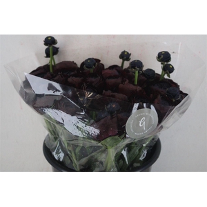 Ran Cloni Sup Nerone