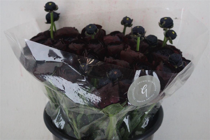 <h4>Ran Cloni Sup Nerone</h4>