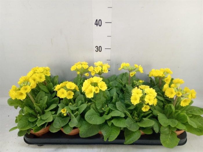 <h4>Primula veris 'Veris'</h4>