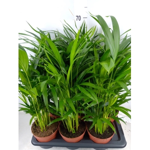 Dypsis lutescens   ...Chrysalidoca