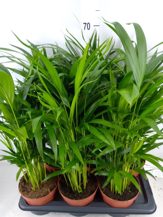 <h4>Dypsis lutescens   ...Chrysalidoca</h4>