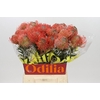 Nutans Ayoba Pink Guava