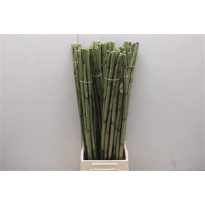 Polygonum