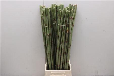 <h4>Polygonum</h4>