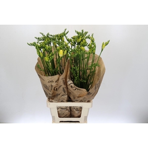 Freesia One Yellow XXL