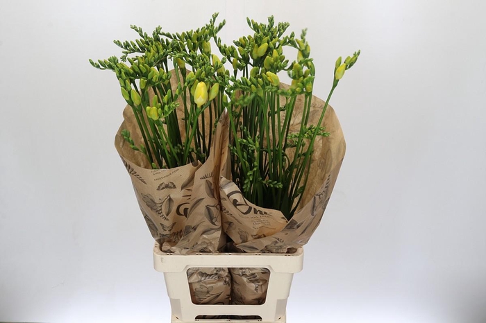 <h4>Freesia One Yellow XXL</h4>