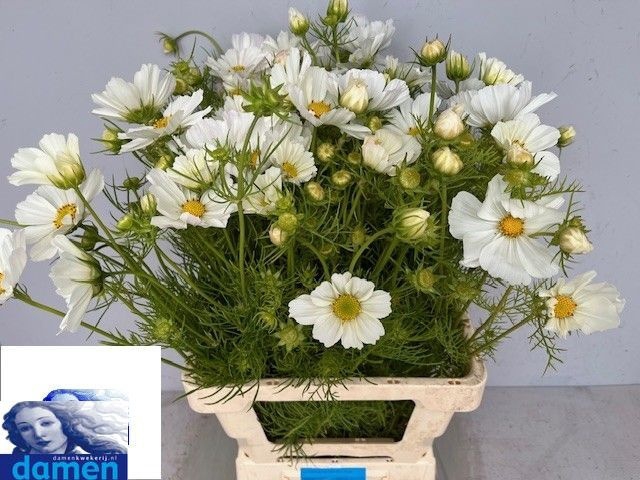 <h4>COSMOS BIPINNATUS</h4>