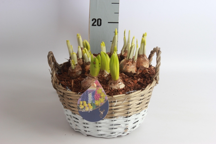 <h4>ARR BOL KNOLGEWAS</h4>