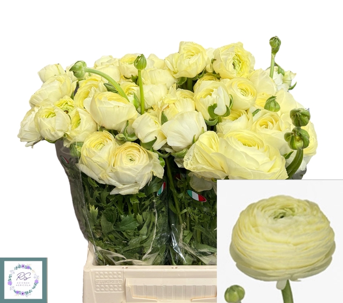 <h4>RAN SU CREME</h4>